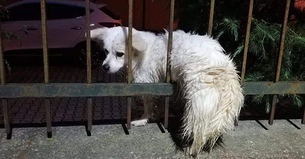 Tekirdağ'da Demir Parmaklıklara Sıkışan Köpeği İtfaiyeciler Kurtardı